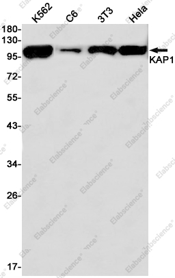 Recombinant KAP1 Monoclonal Antibody - 1