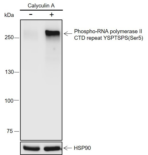 Recombinant Phospho-RNA Polymerase II CTD Repeat YSPTSPS (Ser5) Monoclonal Antibody-searchlist-1