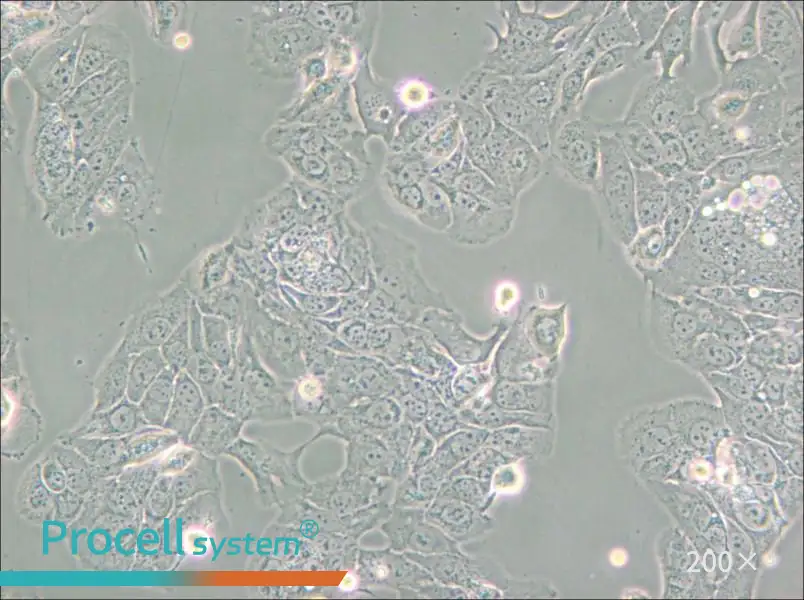 HT-1376 Cell Complete Medium - small - 6