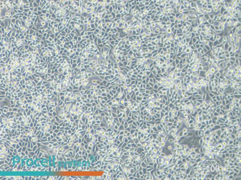 L Wnt-3A Cell Complete Medium - 1