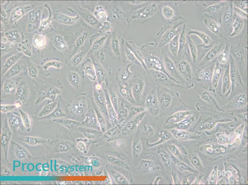 Caki-1 Cell Complete Medium - small - 4