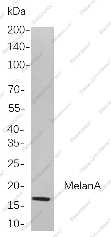Recombinant MelanA Monoclonal Antibody - 1