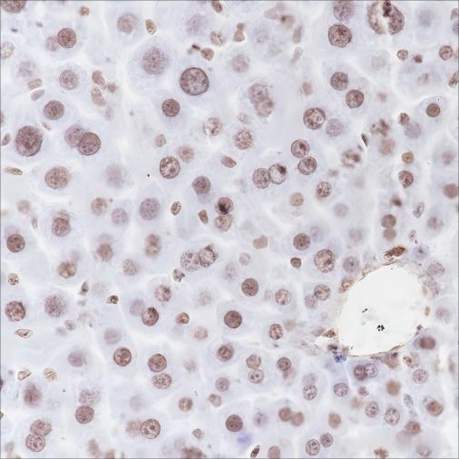 Recombinant Histone H3 (Mono Methyl Lys79) Monoclonal Antibody - small - 4