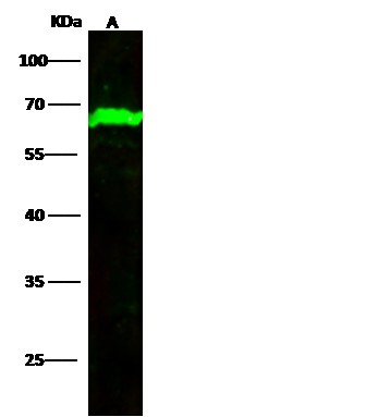 Recombinant MAP2/METAP2 Monoclonal Antibody-searchlist-1