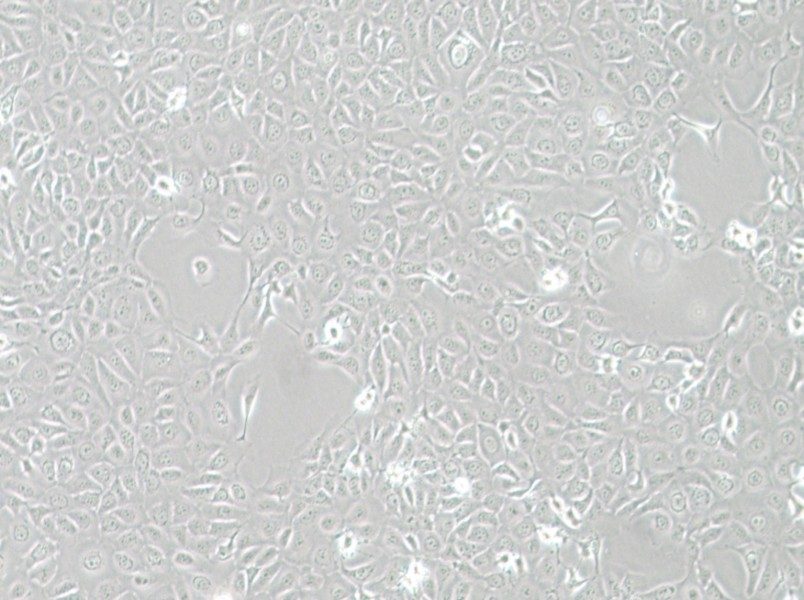 HCE-T Cell Complete MediumHCE-T Cell Complete Medium - 2