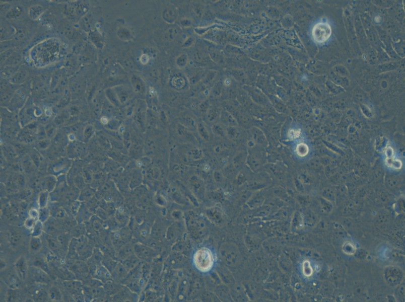 HuCC-T1 Cell Complete Medium - small - 5