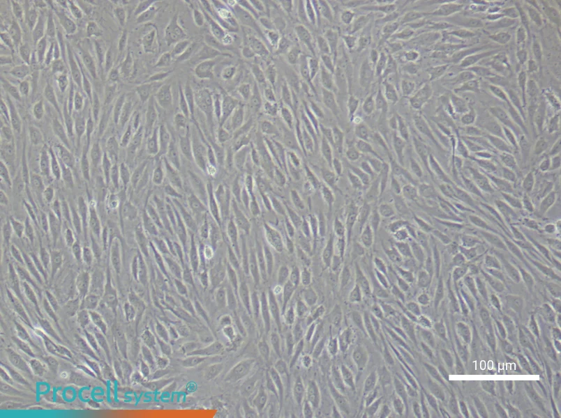Human Dermal Microvascular Endothelial Cell Complete Medium - 1