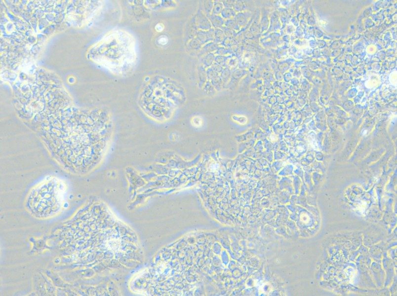 TE-14 Cell Complete Medium - small - 4