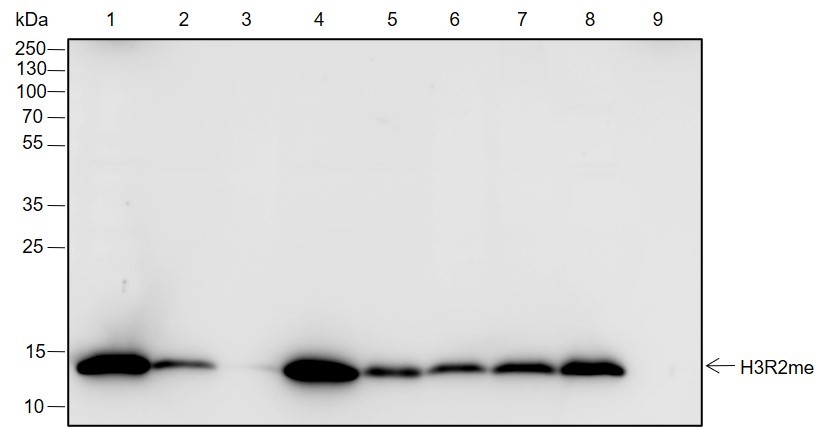 Recombinant Histone H3 (Mono Methyl Arg2) Monoclonal Antibody-searchlist-2
