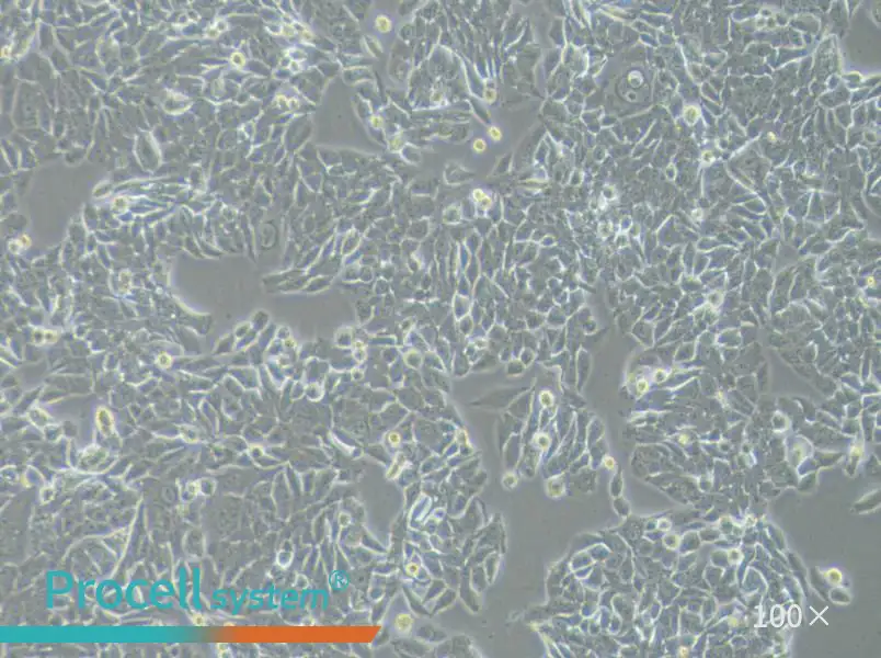 NCI-H358 Cell Complete Medium - 2