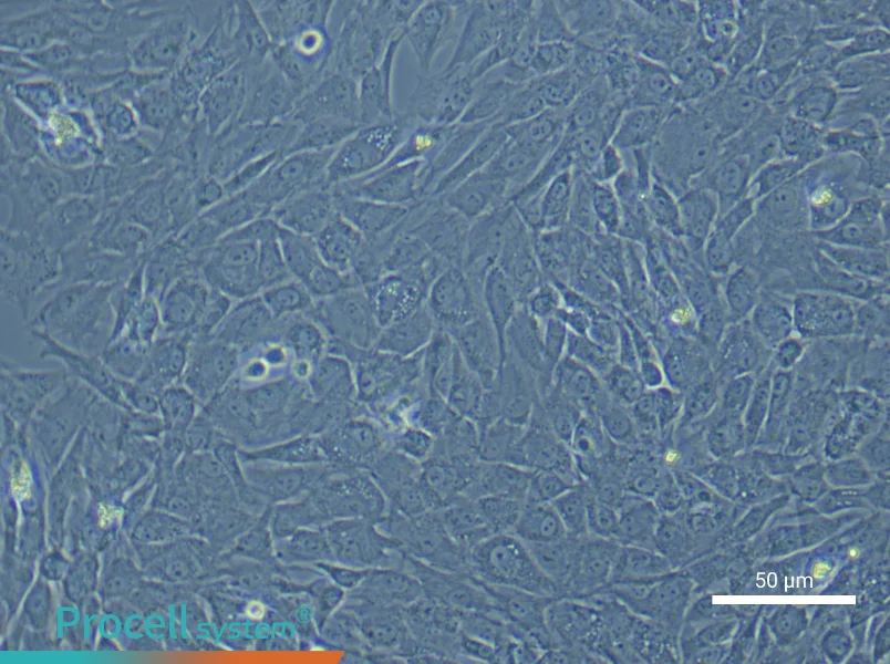 Rat Temporomandibular Joint Chondrocyte Complete Medium - 5