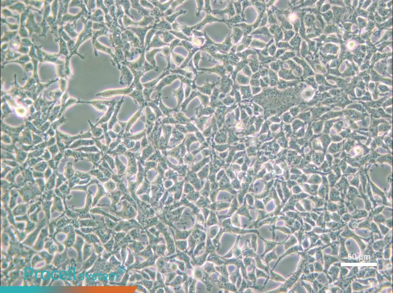 293 [HEK-293] Cell Complete Medium - small - 5