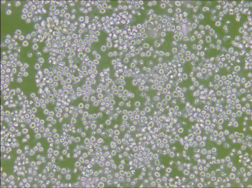 AE-2 Cell Complete Medium - 4