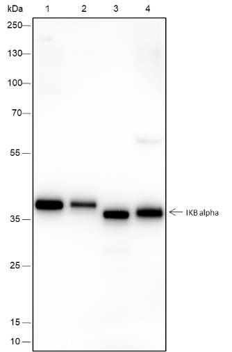 Recombinant IkB alpha Monoclonal Antibody-searchlist-1