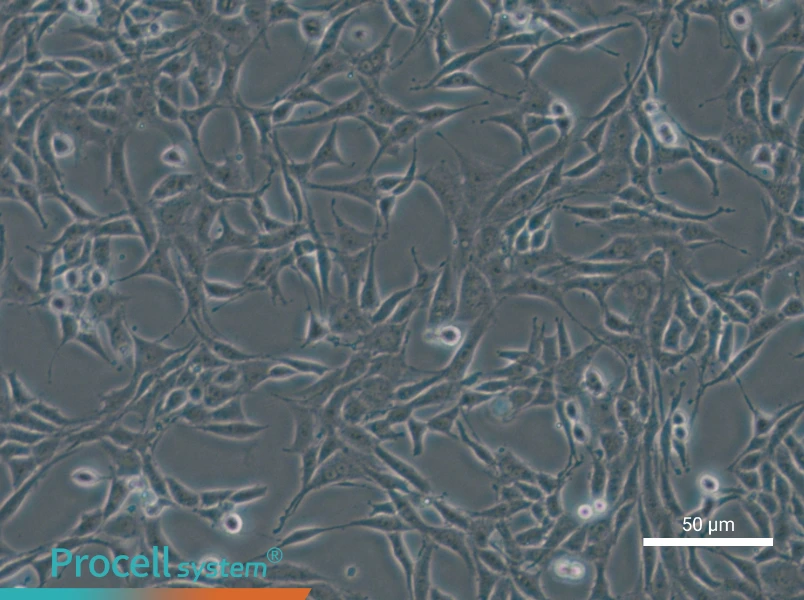 B104 Cell Complete Medium - 5
