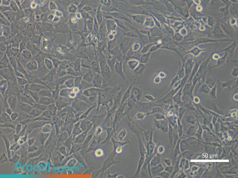 Rat Articular Chondrocyte Complete Medium - 4