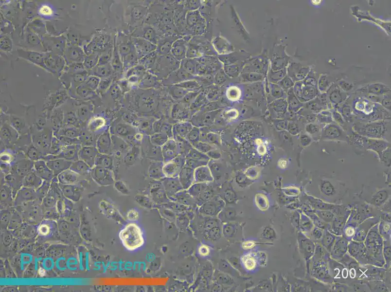 PK-59 Cell Complete Medium - 5
