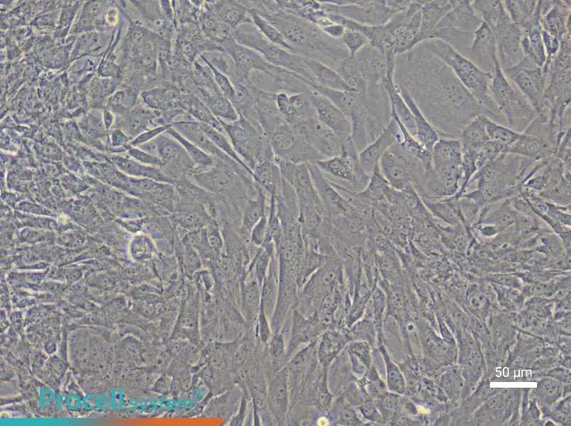 Mouse Dermal Papilla Cell Complete Medium - 6