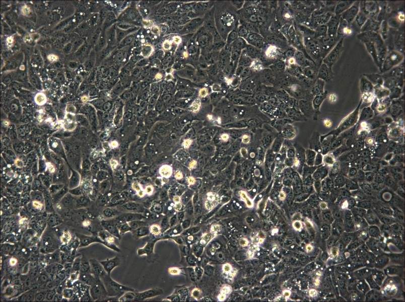 SNU-C5 Cell Complete Medium - 5