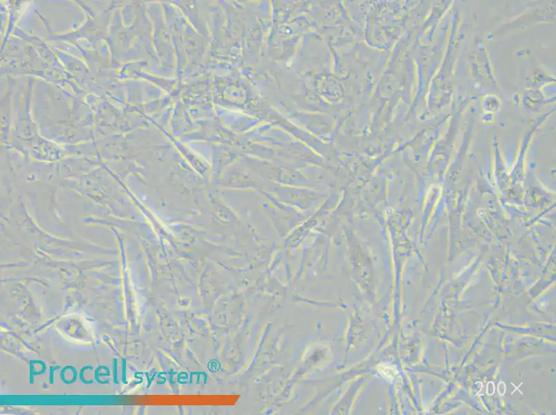 A172 Cell Complete Medium - small - 5