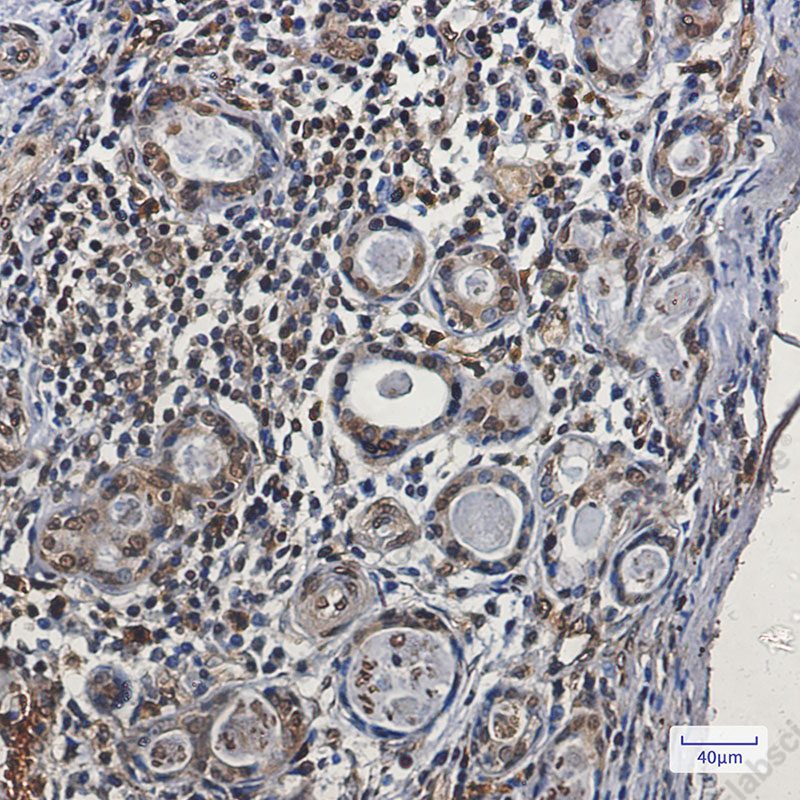 Recombinant NCK1 Monoclonal Antibody - 3