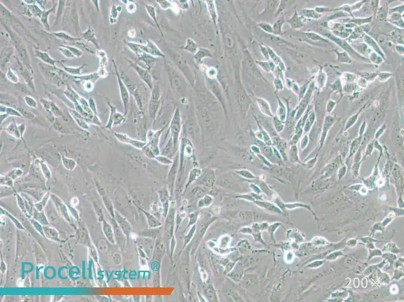 SK-N-SH Cell Complete Medium - small - 5