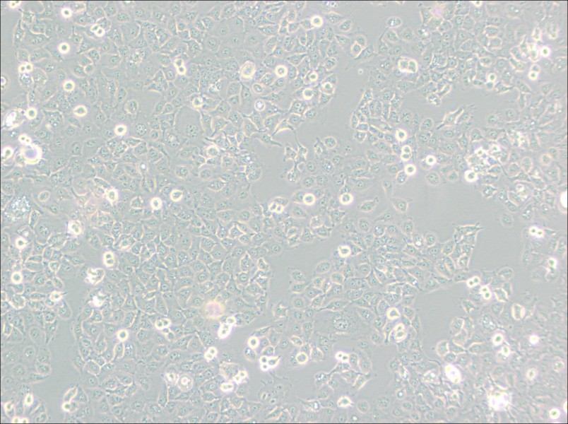 KYSE-150 Cell Complete Medium-searchlist-1