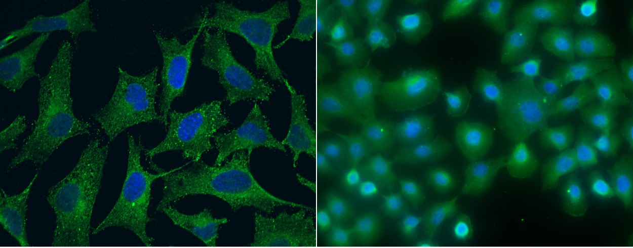 SPARCL1/SPARC-like 1 Monoclonal Antibody - small - 2