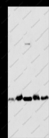 THOC7 Polyclonal Antibody - 1