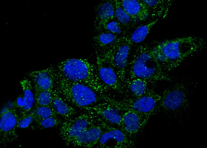 Recombinant GDF-3 Monoclonal Antibody - small - 3
