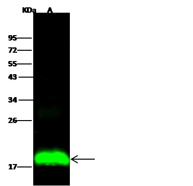 Recombinant IFITM1 Monoclonal Antibody - small - 3