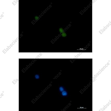 Recombinant POLD1 Monoclonal Antibody - 2