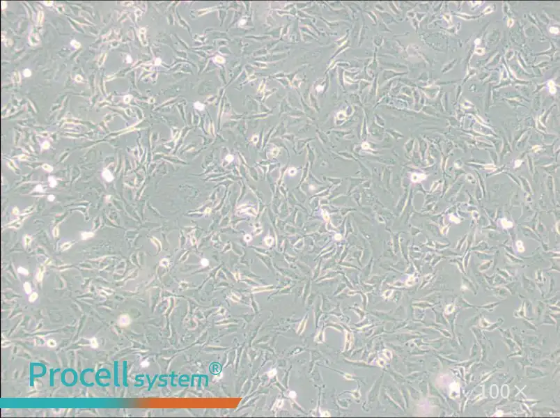 KTC-1 Cell Complete Medium - 3