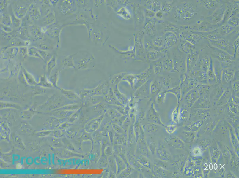 MDCK [NBL-2] Cell Complete Medium - small - 5