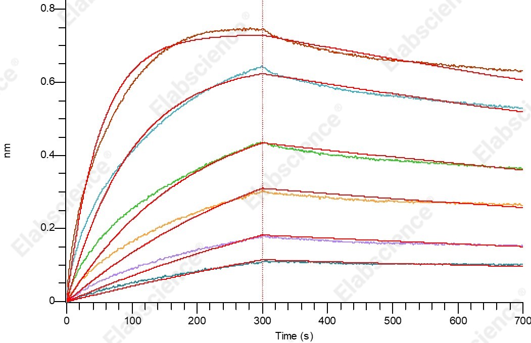 Recombinant Human Glypican-3/GPC3/OCI5 (C-Fc) - 3