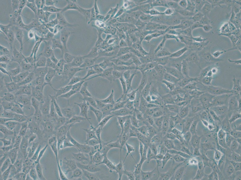 MPC-5 Cell Complete Medium - 5