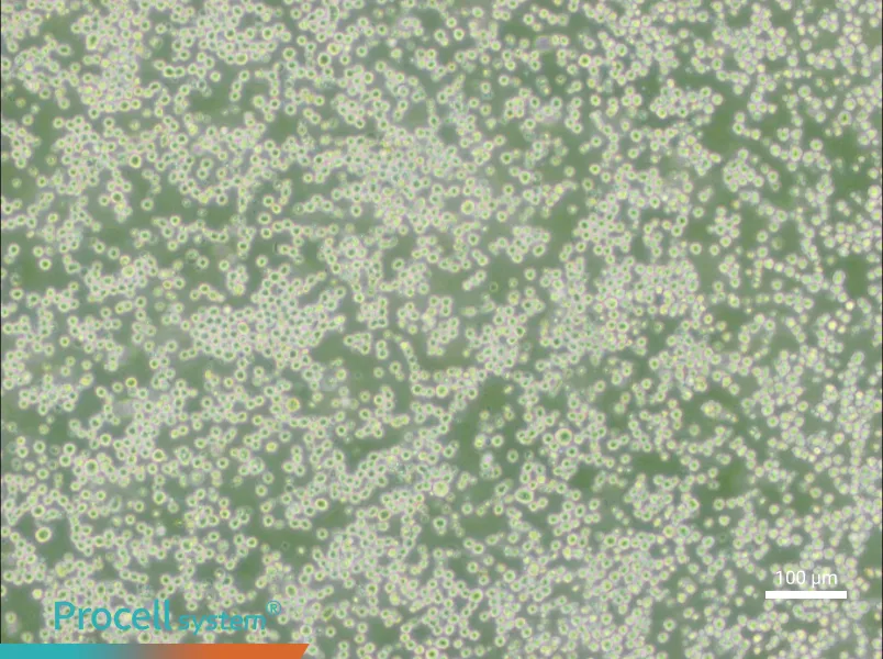 35.1 Cell Complete Medium - 2
