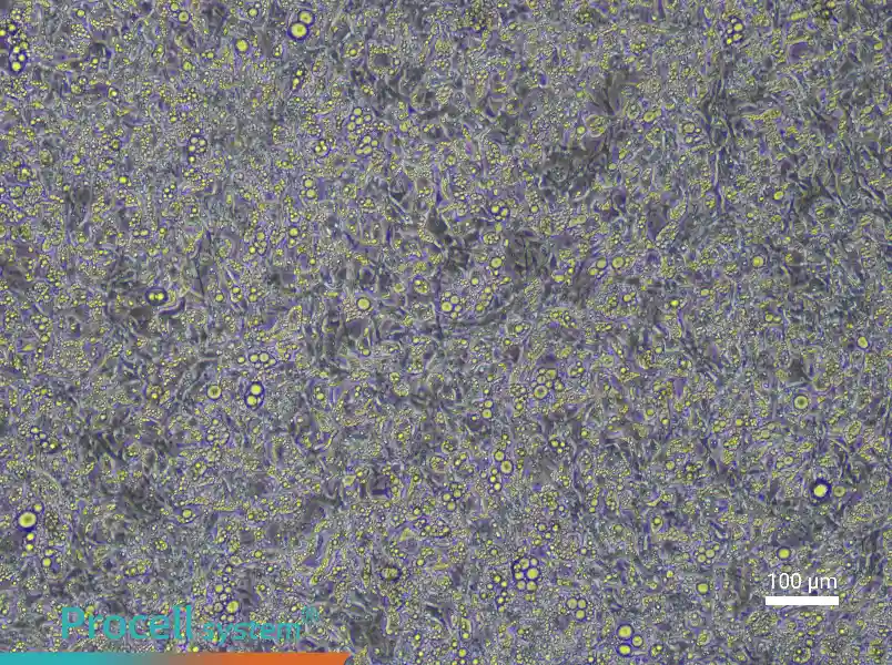 Mouse Brown Adipocyte Complete Medium - 3