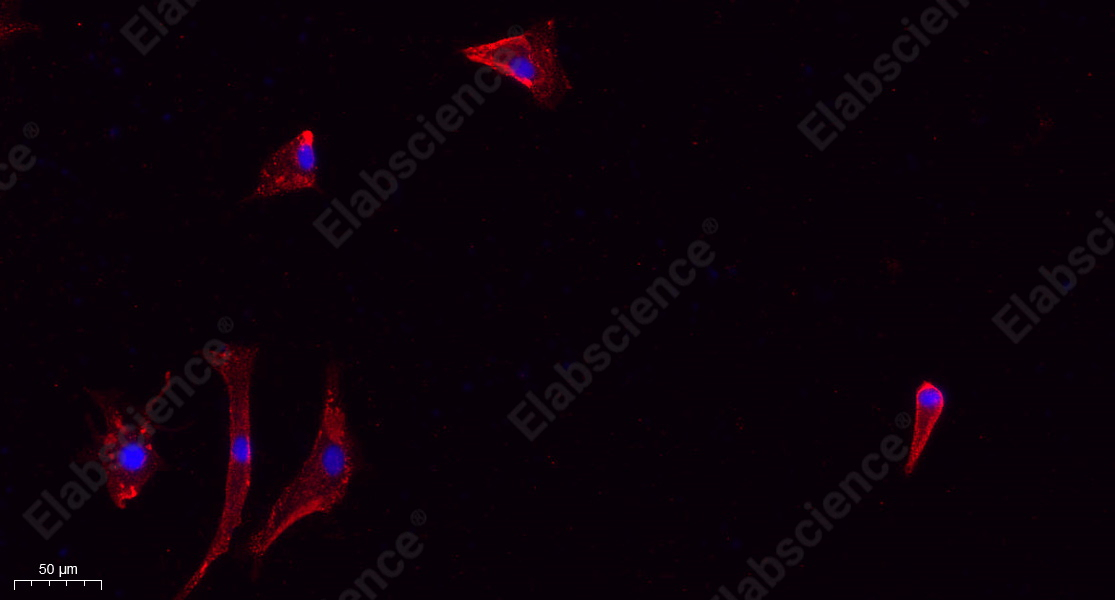 Recombinant ZO1 Monoclonal Antibody - 7