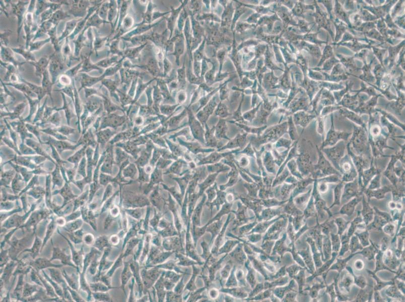 CAL-62 Cell Complete Medium - small - 6