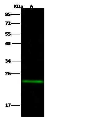 Recombinant MID1IP1 Monoclonal Antibody - small - 2