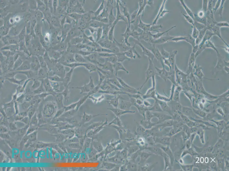 MPC-5 Cell Complete Medium - small - 4