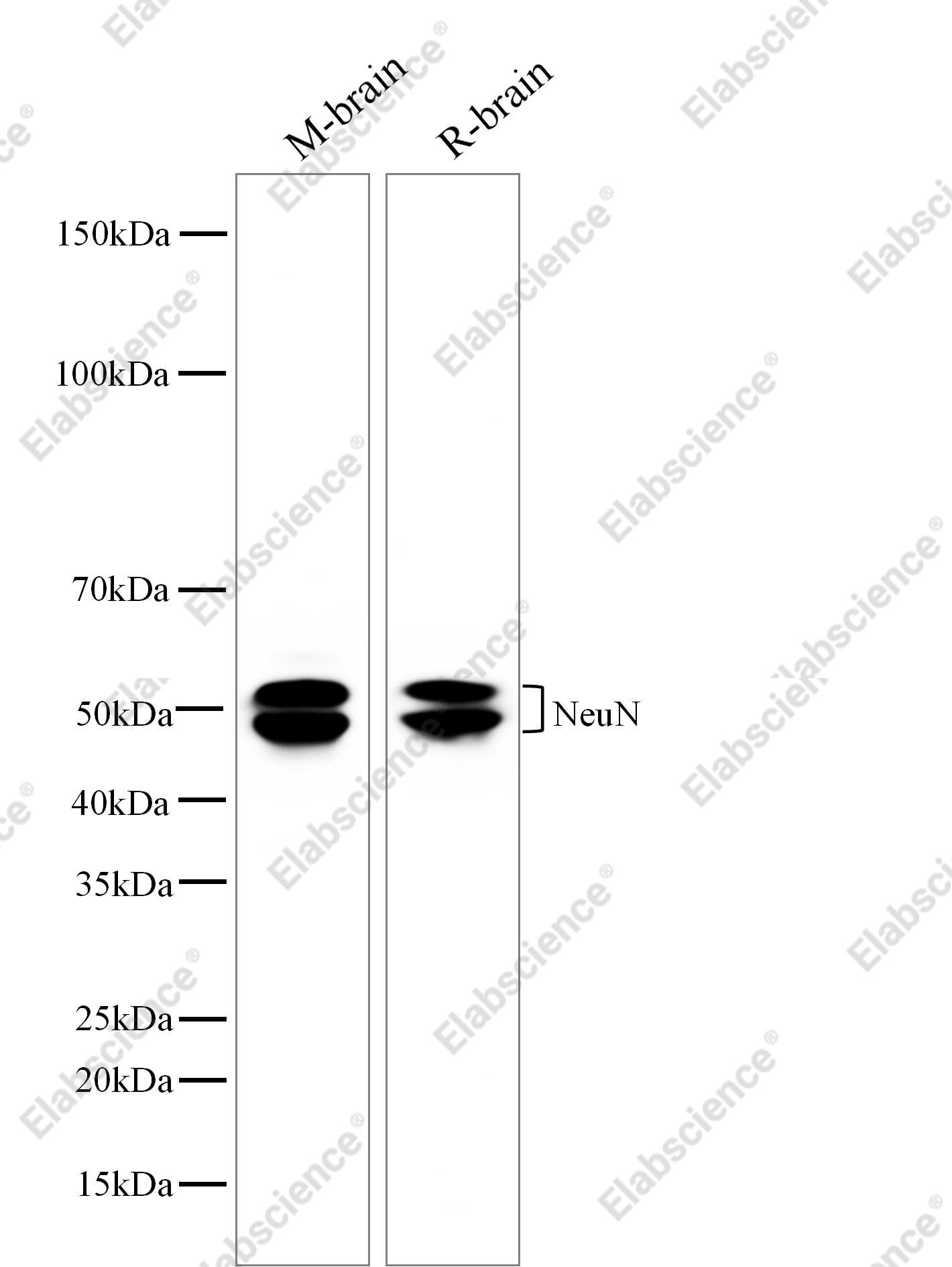 Recombinant NeuN Monoclonal Antibody - 1