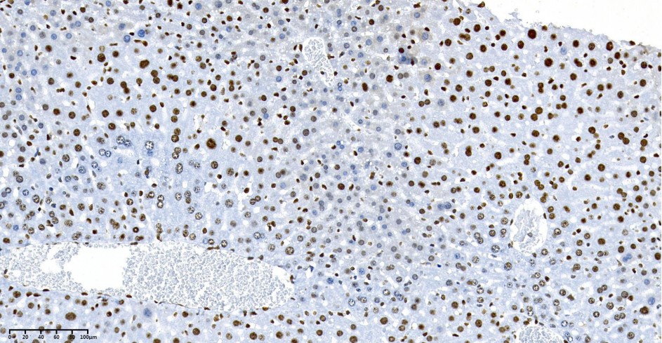 Recombinant HMGB1 Monoclonal Antibody - small - 2