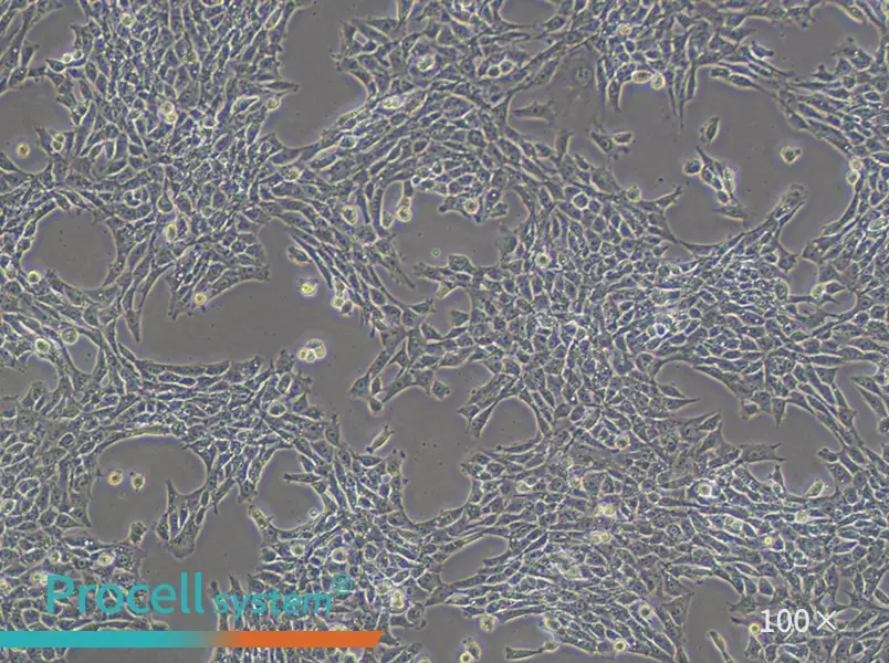 TM3 Cell Complete Medium - 3