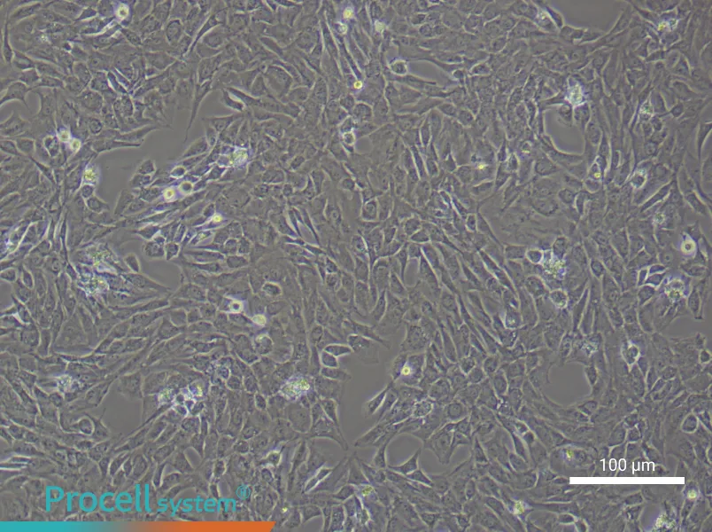 Rat Temporomandibular Joint Chondrocyte Complete MediumRat Temporomandibular Joint Chondrocyte Complete Medium - 3