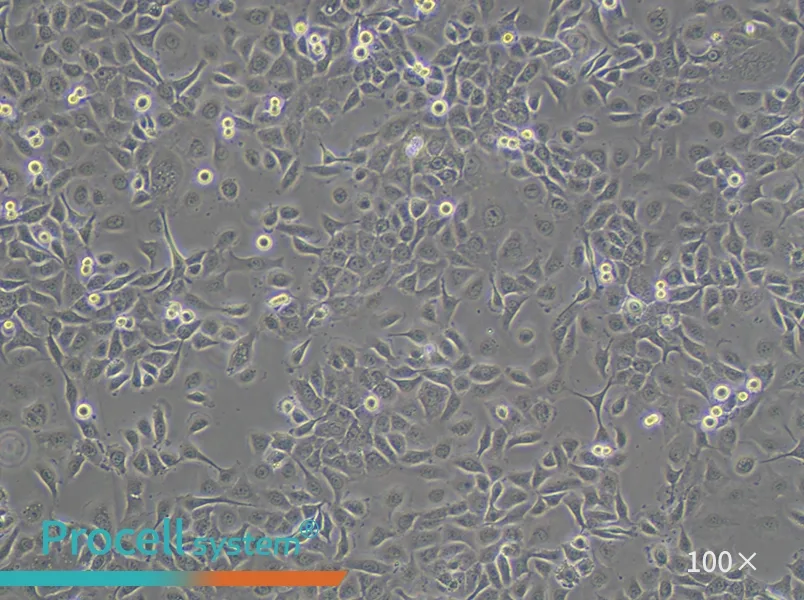 HCC 94 Cell Complete Medium - 1