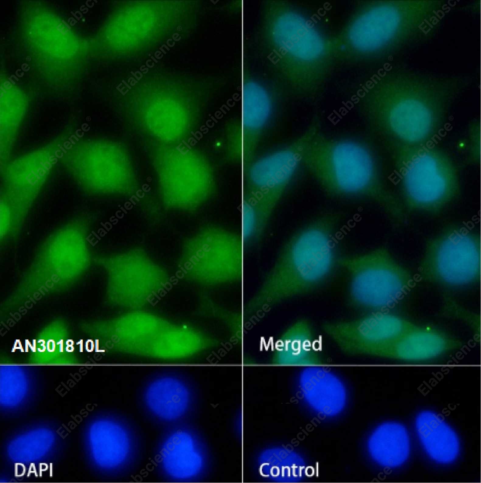 Recombinant Cdc23 Monoclonal Antibody - 2