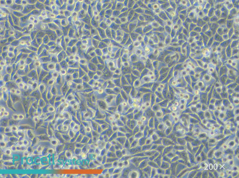 L Wnt-3A Cell Complete Medium - small - 4