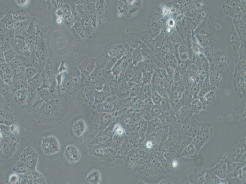 OVCAR-8 Cell Complete Medium - 6